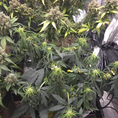 AUTO BLACK OPIUM