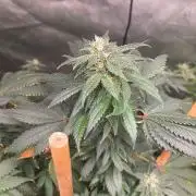 CANDY 🍫 / DIVINE SEEDS