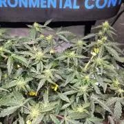 DOSIDOS AUTO