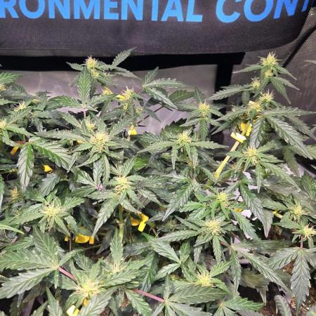 DOSIDOS AUTO
