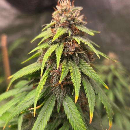 SPECIAL GROW CBD/THC