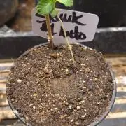 SKUNK #1 AUTOMATIC PLANT B