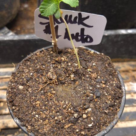 SKUNK #1 AUTOMATIC PLANT B