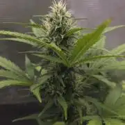 BLUE CHEESE 🧀 AUTO