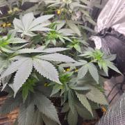 SKUNK #1 AUTOMAATIC