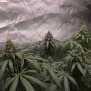 GG4 SHERBERT FF / FASTBUDS 420