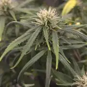 AUTO BLACK OPIUM