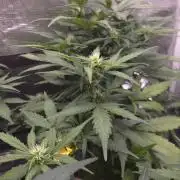 BLUE CHEESE 🧀 AUTO