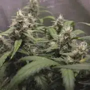 TRIPLE G AUTO