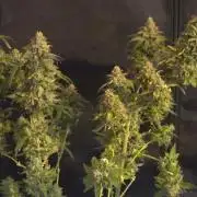 GG4 SHERBERT FF / FASTBUDS 420