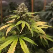 ORANGE 🍊 SHERBERT / FASTBUDS 420