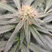GG4 SHERBERT FF / FASTBUDS 420