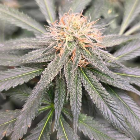 GG4 SHERBERT FF / FASTBUDS 420
