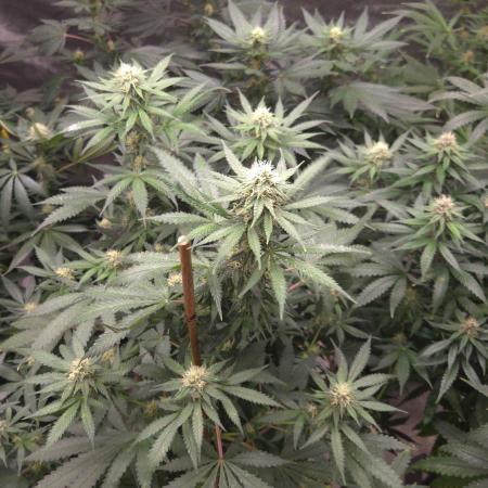 ORANGE 🍊 SHERBERT / FASTBUDS 420