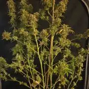 ORANGE 🍊 SHERBERT / FASTBUDS 420