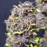 GORILLA KING AUTO KANNABIA