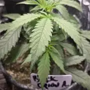 AUTO BLACK OPIUM