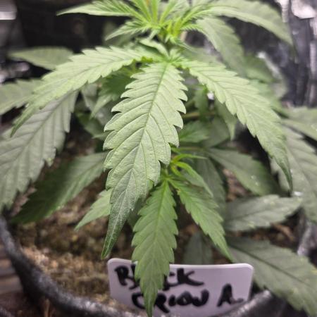 AUTO BLACK OPIUM