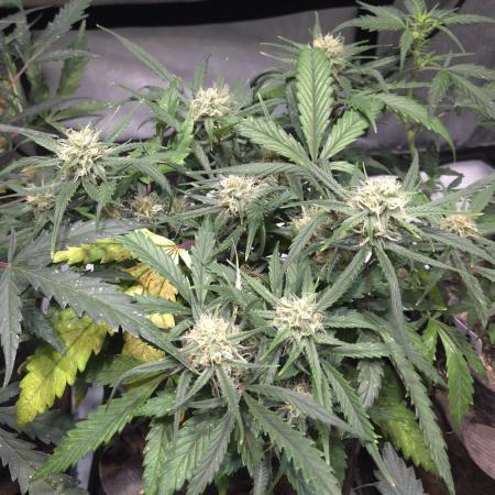 MOON ROCK  AUTO