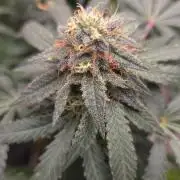 GG4 SHERBERT FF / FASTBUDS 420