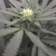 GG4 SHERBERT FF / FASTBUDS 420