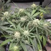 MOON ROCK  AUTO