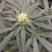 GG4 SHERBERT FF / FASTBUDS 420