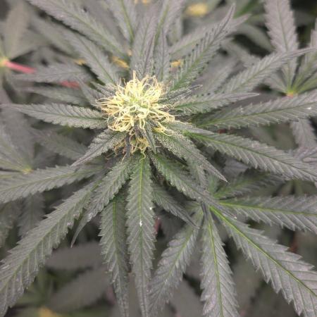 GG4 SHERBERT FF / FASTBUDS 420