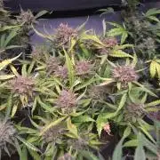 MOON ROCK  AUTO