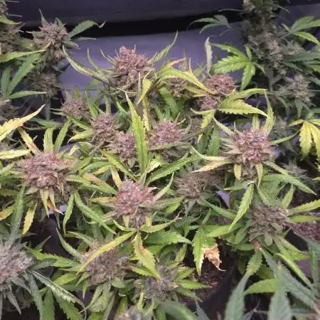 MOON ROCK  AUTO