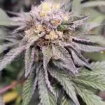 JAW BREAKER