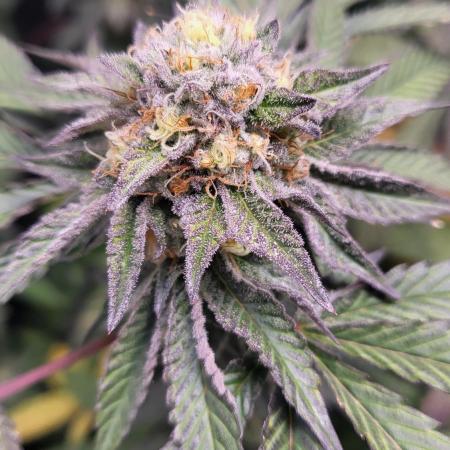 JAW BREAKER