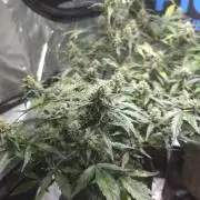 DOSIDOS AUTO