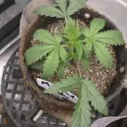MIMOSA  AUTO