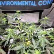 DOSIDOS AUTO