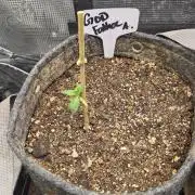 GODFATHER OG AUTO