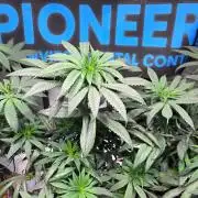 GOLOSA DELICIOUS SEED