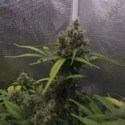 BLUE CHEESE 🧀 AUTO
