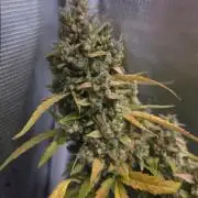 TRIPLE G AUTO