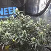 MIMOSA  AUTO