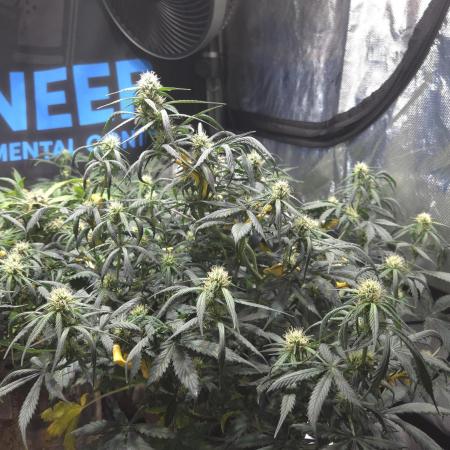 MIMOSA  AUTO