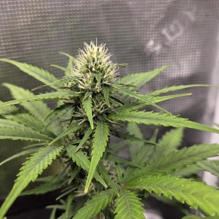 BLUE CHEESE 🧀 AUTO