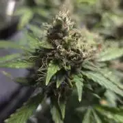 DOSIDOS AUTO