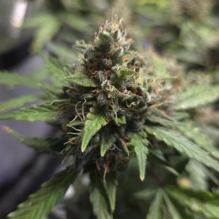 DOSIDOS AUTO