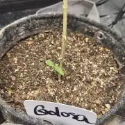 GOLOSA DELICIOUS SEED