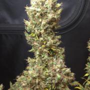 BLUE CHEESE 🧀 AUTO