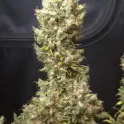 BLUE CHEESE 🧀 AUTO