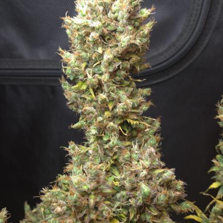 BLUE CHEESE 🧀 AUTO