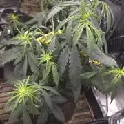 AUTO BLACK OPIUM