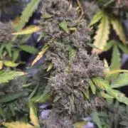DOSIDOS AUTO